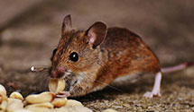 24 Hour & Emergency Exterminators in Cleveland, WV